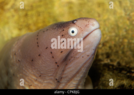 Portrait of a geometric moray eel (Gymnothorax griseus) Stock Photo