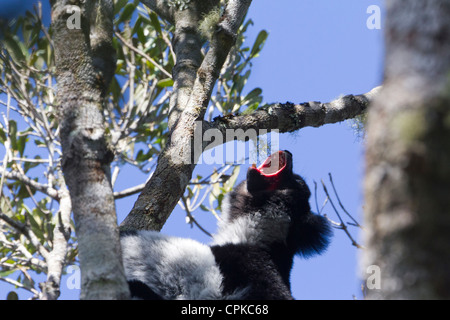 Indri lemur roaring, Andasibe reserve, Madagascar Stock Photo