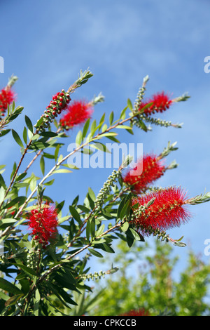 CALLISTEMON VIMINALIS POHUTUKAWA FLOWER PISA TUSCANY ITALY 11 May 2012 Stock Photo