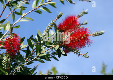 CALLISTEMON VIMINALIS POHUTUKAWA FLOWER PISA TUSCANY ITALY 11 May 2012 Stock Photo