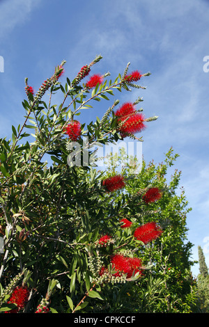 CALLISTEMON VIMINALIS POHUTUKAWA FLOWER PISA TUSCANY ITALY 11 May 2012 Stock Photo