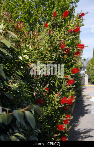 CALLISTEMON VIMINALIS POHUTUKAWA FLOWER PISA TUSCANY ITALY 11 May 2012 Stock Photo