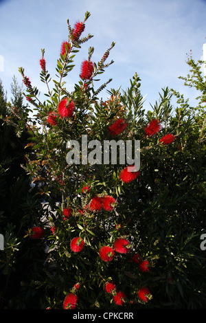 CALLISTEMON VIMINALIS POHUTUKAWA FLOWER PISA TUSCANY ITALY 11 May 2012 Stock Photo