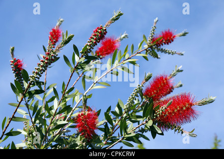 CALLISTEMON VIMINALIS POHUTUKAWA FLOWER PISA TUSCANY ITALY 11 May 2012 Stock Photo