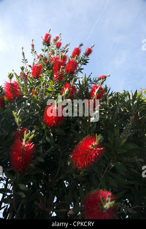 CALLISTEMON VIMINALIS POHUTUKAWA FLOWER PISA TUSCANY ITALY 11 May 2012 Stock Photo