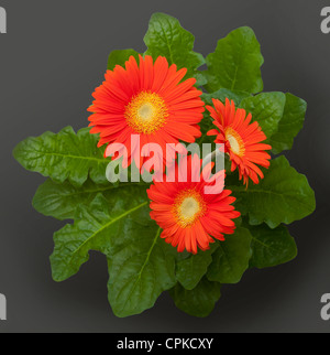 Orange Gerbera daisy flowers Stock Photo