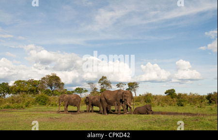 African bush elephant family (Loxodonta africana) having a mud bath on the Masai Mara National Reserve, Kenya, East Africa. Stock Photo