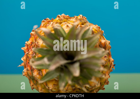 Pinaapple fruit grown on El Hierro in the Canary Islands, Spain. Stock Photo