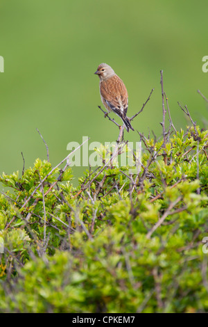Common Linnet Carduelis cannabina male perched at Nash Point, Wales in May. Stock Photo