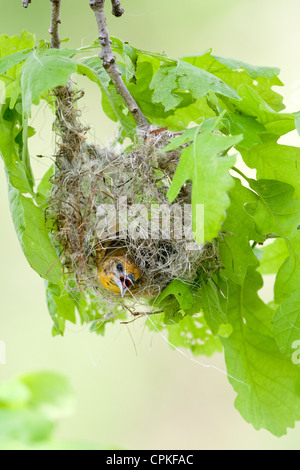 Female Baltimore Oriole building nest - vertical bird songbird avian Stock Photo