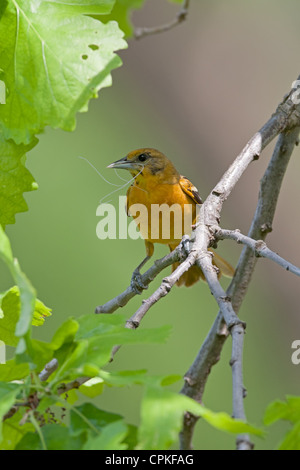 Female Baltimore Oriole perching with Nest Material - Vertical Stock Photo
