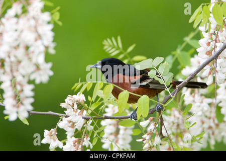 Orchard Oriole bird songbird perched perching in Black Locust Flowers blooms blossoms Stock Photo