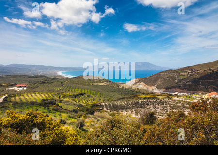 Olive fields near the Mediterranian cost on Crete Stock Photo