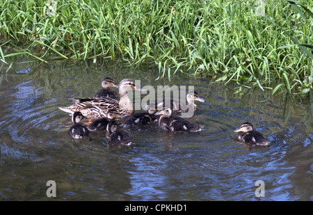 family of wild ducks Stock Photo