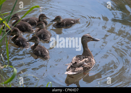 family of wild ducks Stock Photo