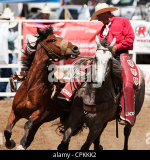 A pickup rider grabs a bronc during the 90th annual Black Hills Roundup rodeo on July 4, 2009 in Belle Fourche, South Dakota. Stock Photo