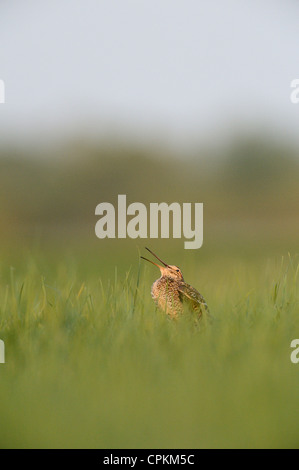 Great Snipe in a field in Belarus Stock Photo