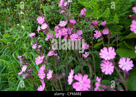 Red campion wildflowers growing in a hedgerow in West Wales UK in spring KATHY DEWITT Stock Photo