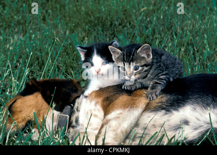 Two kittens sitting on the side of a sleeping beagle pup in the summer grass, Missouri USA Stock Photo