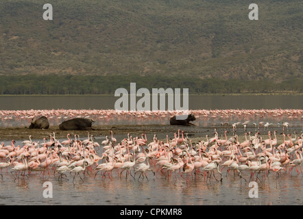 Lesser flamingos and Cape buffalo at Lake Nakuru Stock Photo