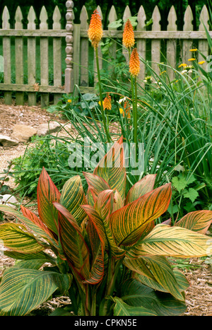 Orange Canna 'Flamingo' leaves with blooming tritomia or Torch lily flowers in color co-ordinated bird garden, Missouri USA Stock Photo