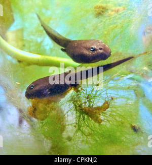 Tadpole tadpoles are a stage in the development of both frogs and toads. Stock Photo