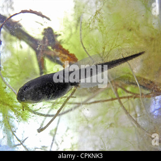 Tadpole tadpoles are a stage in the development of both frogs and toads. Stock Photo