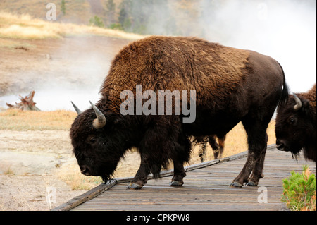 American Bison (Bison bison) Crossing boardwalk Yellowstone National Park, Wyoming, USA Stock Photo