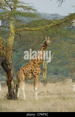 Rothschild's giraffe by Yellow-barked acacia tree Stock Photo