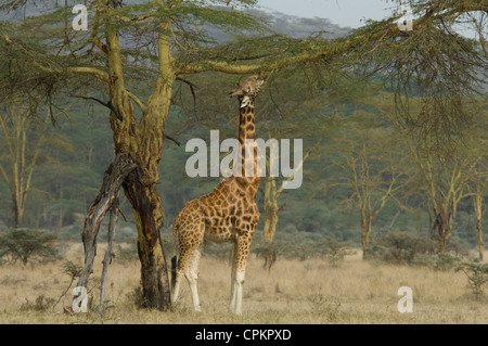 Rothschild's giraffe browsing Stock Photo