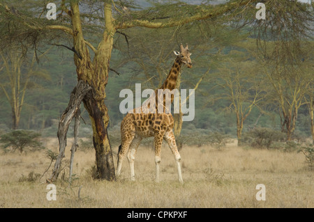 Rothschild's giraffe by Yellow-barked acacia tree Stock Photo