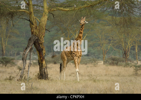 Rothschild's giraffe by Yellow-barked acacia tree Stock Photo