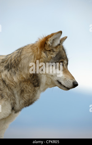 Gray/grey/timber wolf (Canis lupus)- captive, Bozeman, Montana, USA Stock Photo
