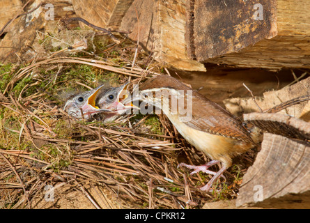 The Carolina wren (Thryothorus ludovicianus) feeding nestlings in the nest (Georgia, USA). Stock Photo
