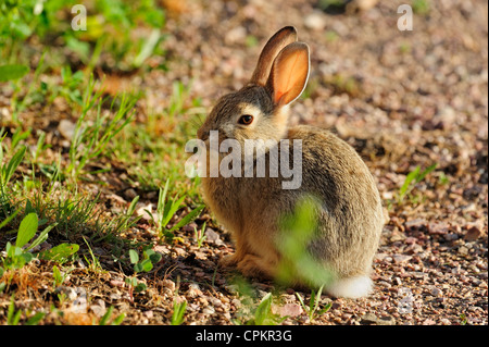 Nuttall's cottontail (Sylvilagus nuttallii) baby Badlands National Park South Dakota, USA Stock Photo