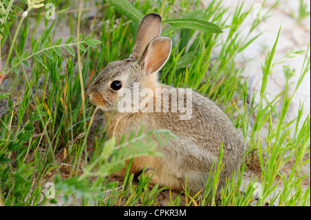 Nuttall's cottontail (Sylvilagus nuttallii) baby Badlands National Park South Dakota, USA Stock Photo