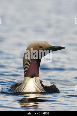 Black-throated Diver (Gavia arctica) aka Arctic Loon in a Swedish lake Stock Photo