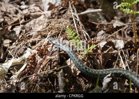 common European viper, Vipera berus Stock Photo