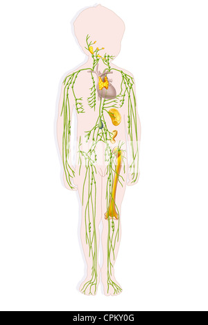CHILD LYMPHATIC SYSTEM, DRAWING Stock Photo