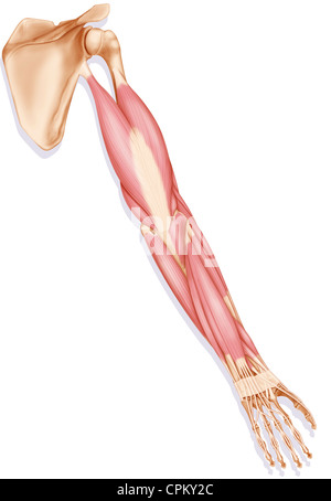 ARM MUSCLE, DRAWING Stock Photo - Alamy