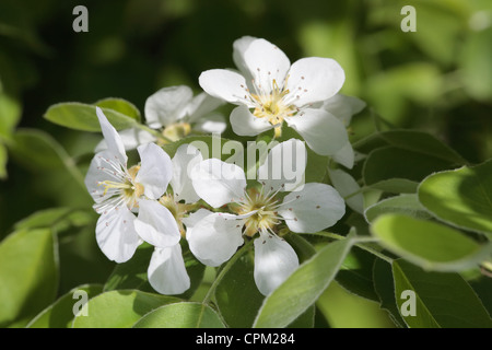 close-up shot of apple flowers on a flowering tree Stock Photo