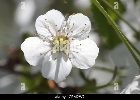 close-up shot of cherry flowers on a flowering tree Stock Photo