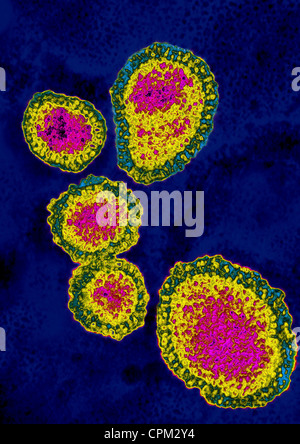 INFLUENZA A H1N1 VIRUS Stock Photo