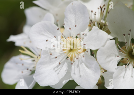 close-up shot of apple flowers on a flowering tree Stock Photo
