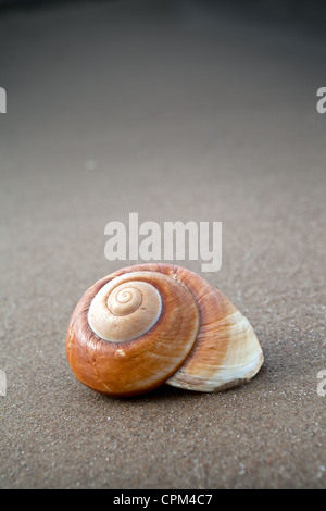 Spiral shell on sandy beach, vertical view and empty space for text Stock Photo