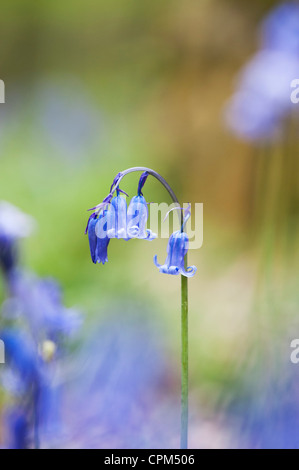 Hyacinthoides non scripta. Bluebell flower in an English woodland