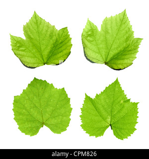 Green grape leaves isolated on white Stock Photo