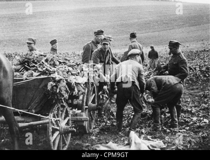 Polish Prisoners Of War 1939 Stock Photo 164184284 Alamy   Polish Prisoners Of War At Field Work 1939 Cpm9gt 