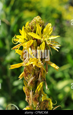 Yellow Asphodel or King's Spear or Jacob's Rod, Asphodelus lutea, Asphodelaceae, aka Asphodeline lutea Stock Photo