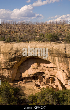 Oak Tree House is set into an alcove under the cliff top. Mesa Verde NP, Colorado. Stock Photo